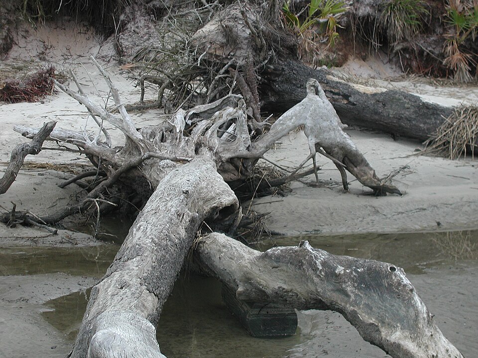 Driftwood Beach, Jekyll Island